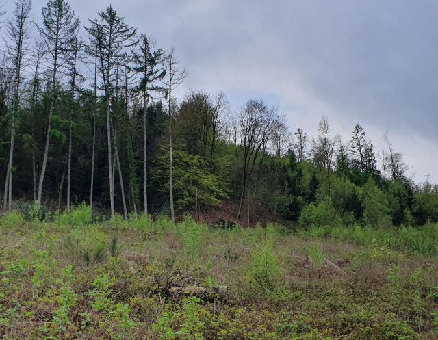 Blick auf den Verkaufsgegenstand mit Umgebung - Vertragsfreies Grundstück hinter Wohnhäusern in Gummersbach
