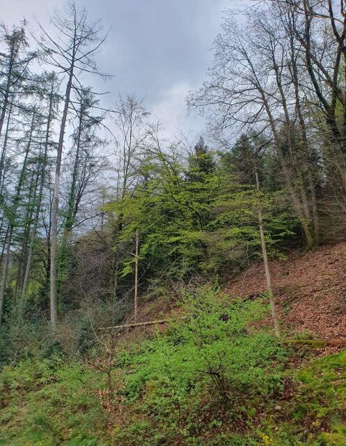 Blick auf den Verkaufsgegenstand - Vertragsfreies Grundstück hinter Wohnhäusern in Gummersbach