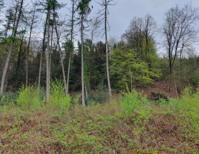 Blick auf den Verkaufsgegenstand und Umgebung - Vertragsfreies Grundstück hinter Wohnhäusern in Gummersbach