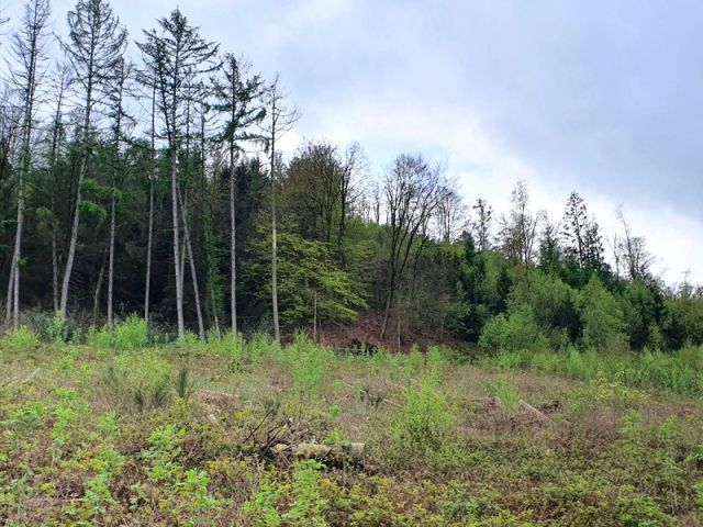 Blick auf den Verkaufsgegenstand und Umgebung - Vertragsfreies Grundstück nahe Wohnhäusern **ehem. Bestandteil einer geschlossenen Waldfläche**
