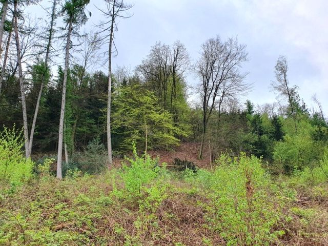 Blick auf den Verkaufsgegenstand und Umgebung - Vertragsfreies Grundstück nahe Wohnhäusern **ehem. Bestandteil einer geschlossenen Waldfläche**