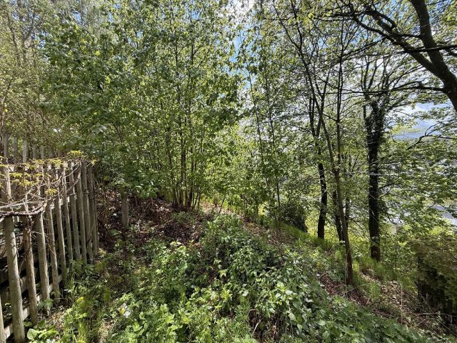 Blick auf Verkaufsfläche - Vertragsfreies Erholungsgrundstück mit alter Holzlaube und Gehölz-/ Wildwuchsfläche im Erzgebirge