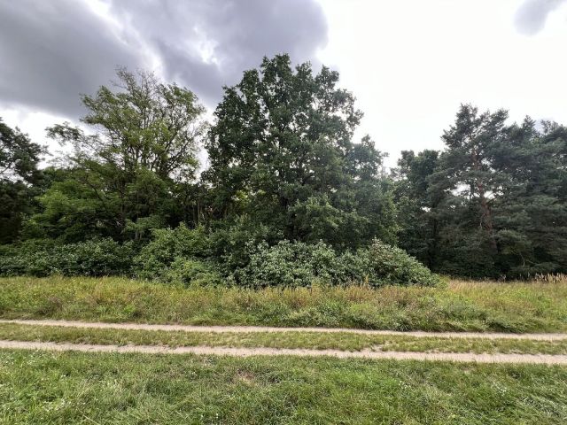 Blick von der Waldesruher Straße auf das größere Waldgebiet mit der Verkaufsfläche - Vertragsfreie Waldfläche nahe Wohnbebauung und nur ca. 70 m von der Berliner Stadtgrenze entfernt