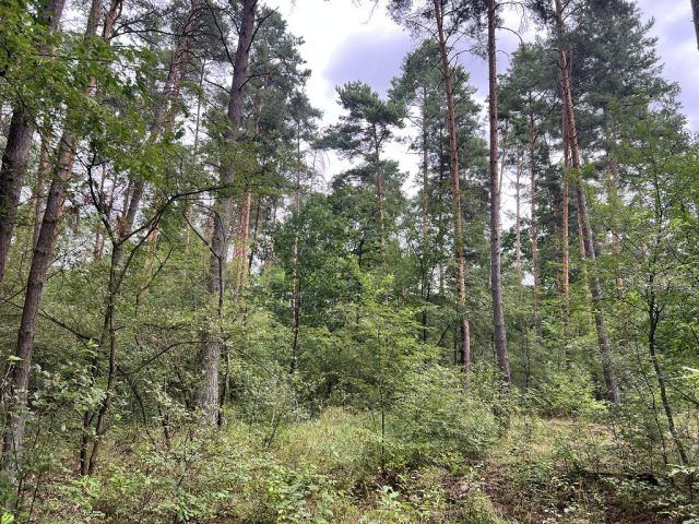 Blick auf Verkaufsfläche und Umgebung - Vertragsfreie Waldfläche nahe Wohnbebauung und nur ca. 70 m von der Berliner Stadtgrenze entfernt