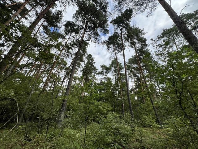 Blick auf das größere Waldgebiet mit der Verkaufsfläche - Vertragsfreie Waldfläche nahe Wohnbebauung und nur ca. 70 m von der Berliner Stadtgrenze entfernt