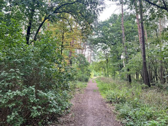 Blick auf die Verlängerung Kumberger Weg und Umgebung - Vertragsfreie Waldfläche nahe Wohnbebauung und nur ca. 70 m von der Berliner Stadtgrenze entfernt