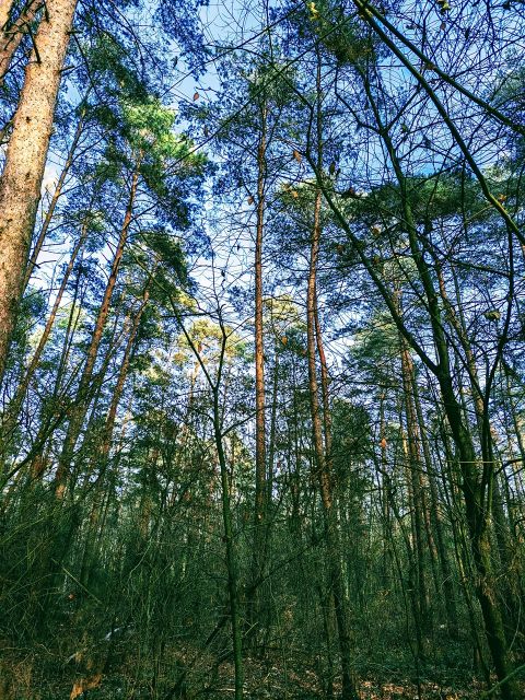 Vertragsfreie Waldfläche nahe Wohnbebauung und nur ca. 70 m von der Berliner Stadtgrenze entfernt