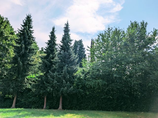 Blick auf den Verkaufsgegenstand - Innerstädtische Freifläche im Wohngebiet **Ufergrundstück direkt am Weiser Bach**