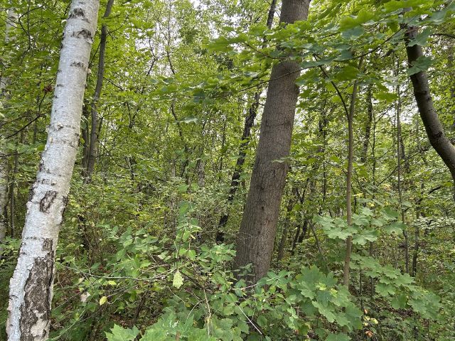 Blick auf Verkaufsfläche - Innenbereichsgrundstück mit Garage in ruhiger Wohnlage im Lausitzer Seenland