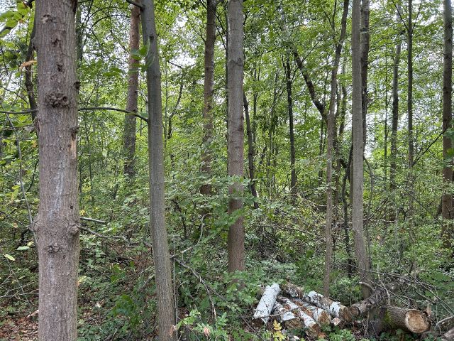Blick auf Verkaufsfläche - Innenbereichsgrundstück mit Garage in ruhiger Wohnlage im Lausitzer Seenland