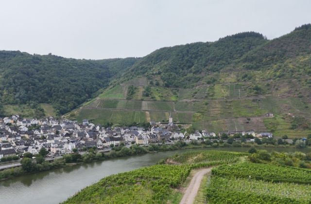 Blick auf Bremm und Calmont - Brachliegende Weinbergsfläche im Bereich ´Kloster Stuben´ im Weinort Bremm