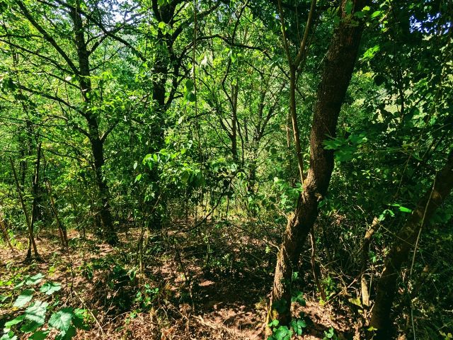 Blick auf die Verkaufsfläche - Vertragsfreie Waldfläche (ehemaliger Weinberg) **im Moseltal & nahe des ´Neefer Baches´**