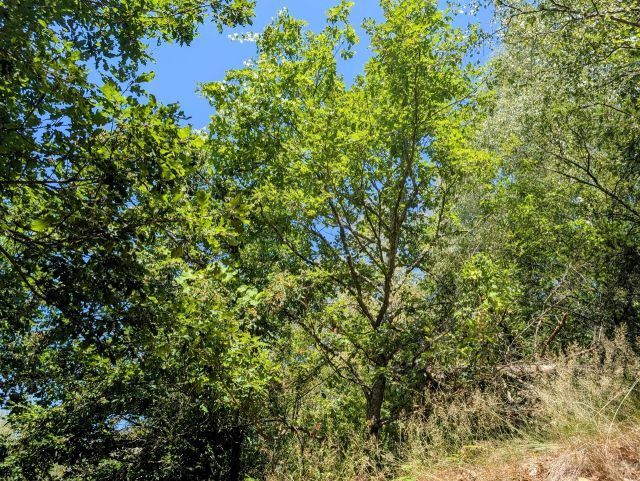 Verkaufsfläche - Vertragsfreie Waldfläche (ehemaliger Weinberg) **im Moseltal & nahe des ´Neefer Baches´**