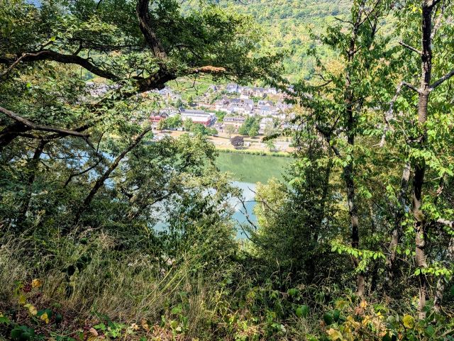 Blick vom Grundstück in die Umgebung - Vertragsfreie Waldflächen in der Weinlage ´Neefer Petersberg´++oberhalb der Mosel & teilweise mit Blick auf die Mosel++