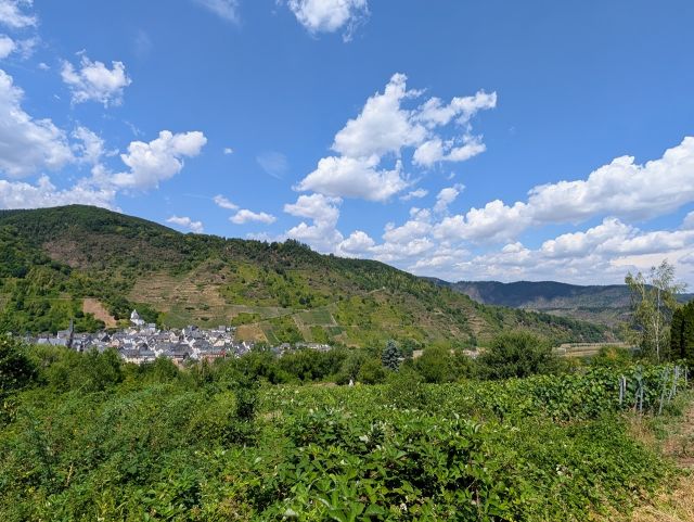 Blick vom Grundstück in die Umgebung - Vertragsfreie Waldflächen in der Weinlage ´Neefer Petersberg´++oberhalb der Mosel & teilweise mit Blick auf die Mosel++