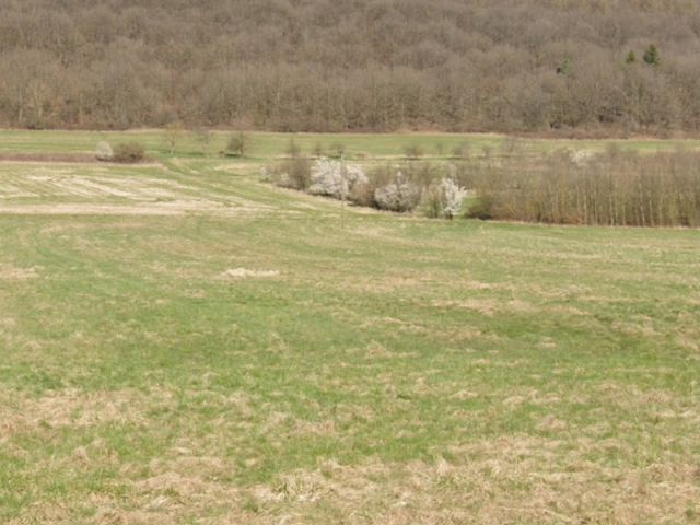 Blick Richtung Verkaufsfläche und auf die Umgebung - Gehölzstreifen im Landkreis Saarlouis