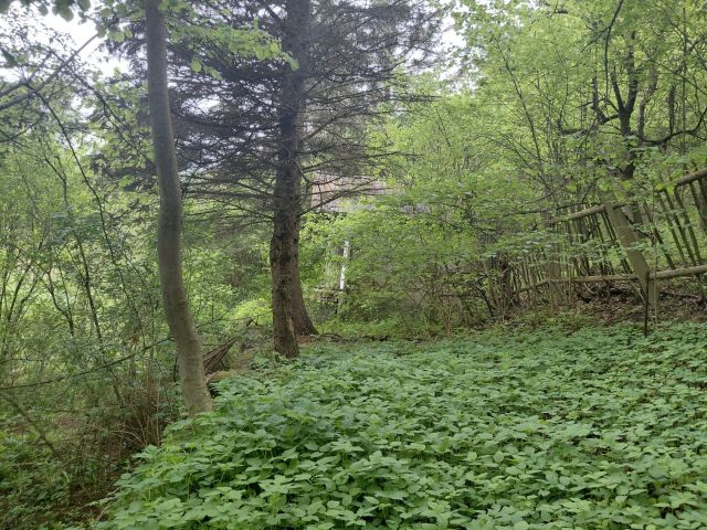 Blick auf Verkaufsfläche und Umgebung - Vertragsfreie naturbelassene Fläche zwischen Erholungsgrundstücken mit älterer Bebauung südwestlich der Burg Camburg
