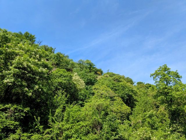Blick auf die Verkaufsfläche - Vertragsfreie Waldfläche gegenüber der EPG-Arena ++etwa 5 km von der Koblenzer Altstadt & dem Schloss ´Martinsburg´ entfernt++