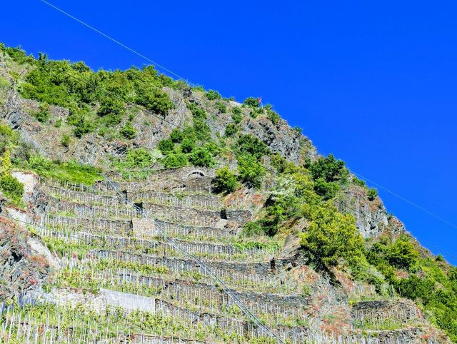 Blick auf die Verkaufsfläche und Umgebung - Vertragsfreies Grundstück in der Weinlage ´Winningen-Uhlen´ **östlich der ´Mosel´ und nahe der Moseltalbrücke**