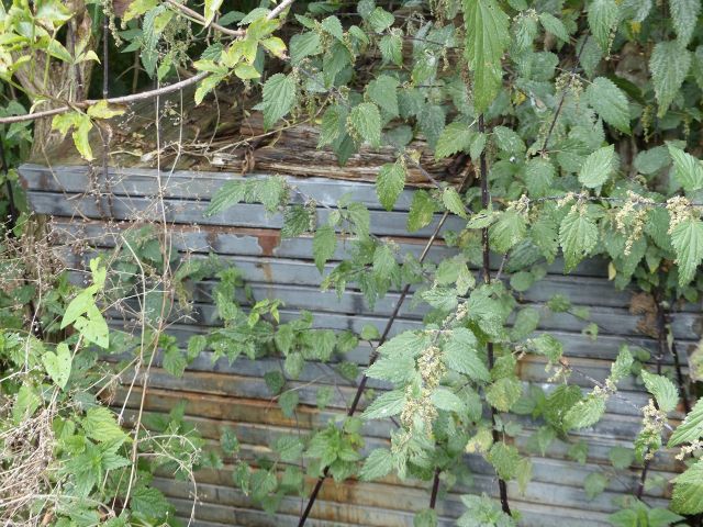 Abgelagerte Holzplatten - Teilweise vertragslos genutzte Grünfläche neben Wohnbebauung ++ im Berliner Speckgürtel ++