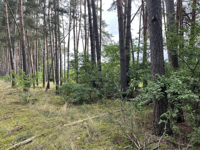Flurstück 303 - 2 Grundstücke (Waldfläche und Landwirtschaftsfläche) an der A12 ++südöstlich von Berlin im Landkreis Oder-Spree++
