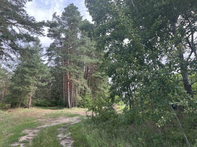 Blick auf Flurstück 172 rechts und 303 geradezu - 2 Grundstücke (Waldfläche und Landwirtschaftsfläche) an der A12 ++südöstlich von Berlin im Landkreis Oder-Spree++