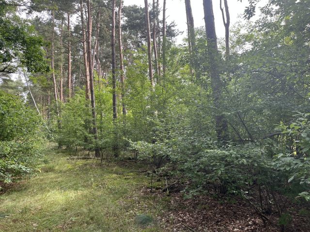 Blick auf das Flurstück 303 - 2 Grundstücke (Waldfläche und Landwirtschaftsfläche) an der A12 ++südöstlich von Berlin im Landkreis Oder-Spree++