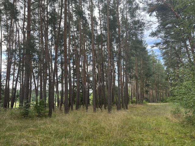 Blick auf das Flurstück 303 - 2 Grundstücke (Waldfläche und Landwirtschaftsfläche) an der A12 ++südöstlich von Berlin im Landkreis Oder-Spree++