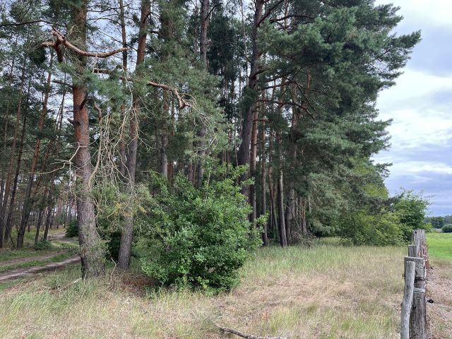 Blick auf das Flurstück 303 und Umgebung - 2 Grundstücke (Waldfläche und Landwirtschaftsfläche) an der A12 ++südöstlich von Berlin im Landkreis Oder-Spree++