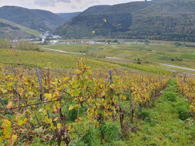 Blick vom Verkaufsgegenstand auf die Umgebung - Vertragsfreier Riesling-Weinberg in der Lage ´Römerquelle´ *direkt vom Weinbauern*