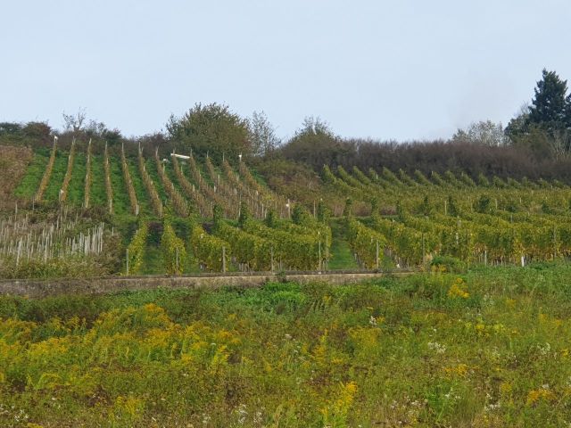 Blick auf Verkaufsgegenstand und Umgebung - Vertragsfreier Riesling-Weinberg in der Lage ´Römerquelle´ *direkt vom Weinbauern*