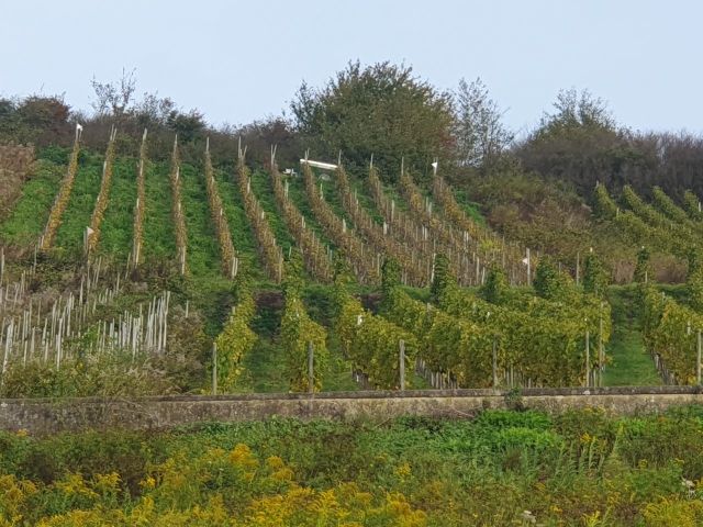 Blick auf Verkaufsgegenstand und Umgebung - Vertragsfreier Riesling-Weinberg in der Lage ´Römerquelle´ *direkt vom Weinbauern*
