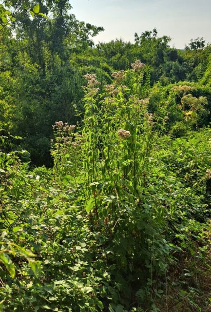 Blick auf Verkaufsgegenstand und Umgebung - Bewaldete Fläche ca. 20 km nordwestlich der Koblenzer Innenstadt