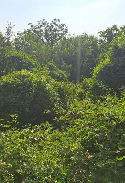 Blick auf Verkaufsgegenstand und Umgebung - Bewaldete Fläche ca. 20 km nordwestlich der Koblenzer Innenstadt